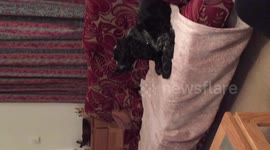 Dog howls along to Coronation Street theme tune