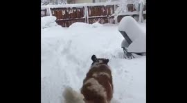 This Saint Bernard really loves the snow