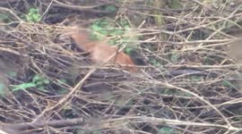 Fox trying to bury object