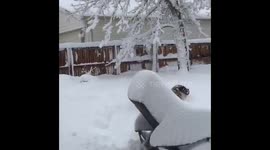 This Saint Bernard really loves the snow