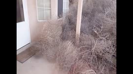 Tumbleweed invasion in Albuquerque, USA
