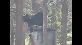 Bear rustling through bins in Colorado gets scared away by 'cowboy'