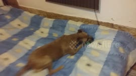 My dog jump from one bed to other