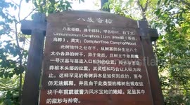 A magic tree!tree root grows eight trunks