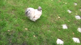 Pet rooster runs to owner on command like a dog