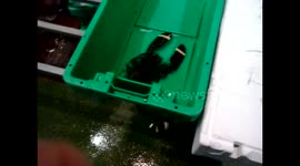 Fresh Lobster Fish Foods at Billingsgate market