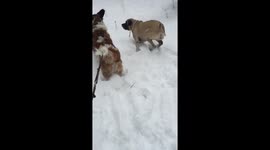 English mastiff and Saint Bernard playing in snow in slow motion