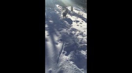 giant English mastiff running towards camera