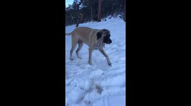 English mastiff tap loop