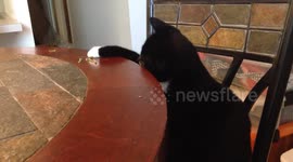 Cat eats her dinner at the table
