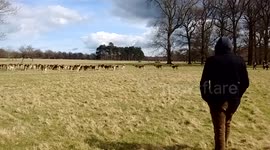 Deers in Phoenix Park