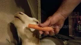 Goat crazed for carrots!