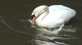 Swans mating: Stunning Rare Footage.