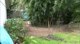 Pet rooster runs to owner on command like a dog