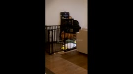 Dog escape fail