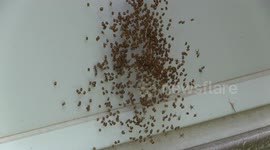 Tiny baby spiders part 1