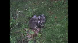 Raccoons Wrestle Part 01