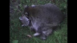 Raccoons Wrestle Part-02