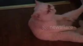 A cat doing sit-ups