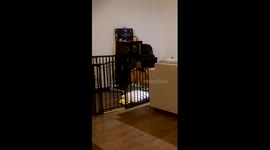 Dog escape fail