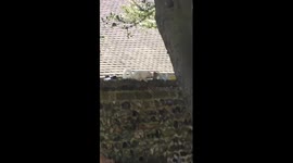 Rare footage of an albino squirrel