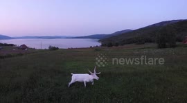 Drone footage of an albino reindeer in Norway