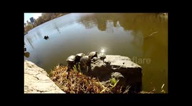 Turtles sunbathing in New York City's Central Park