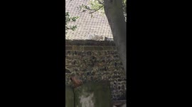 DUPLICATE Rare footage of an albino squirrel