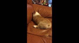 corgi puppy shake his cute ass