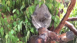 Koala relaxes under sprinkler to keep cool