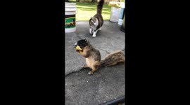Cat Cuddles Hungry Squirrel