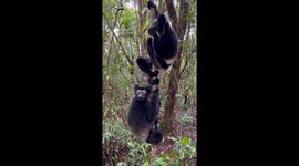 Lemur Sings A Beautiful Song