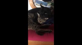 Cats Of A Feather Chirp Together