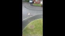 Pigeon Chases Man Down Street