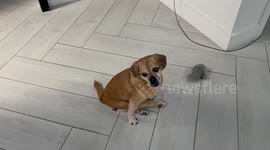 Adorable, paralyzed Puggle insists on playing fetch with tennis ball