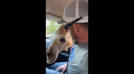 Camel conundrum: sneaky snacking leads to close encounter on Texas trail