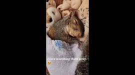 Sweetly Sleeping Squirrel