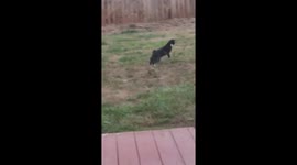 Cat Chases Early Morning Moths