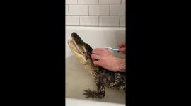 Pet Alligator Takes a Bath