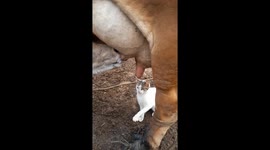 Kitty Craves Cow's Milk