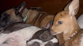 A Cuddle Pile Of Cute Companions