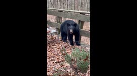 Stubborn Black Bear Doesn't Want to Leave Deck
