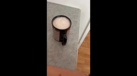 Cats Think Whipped Cream Coffee Treat Is for Them