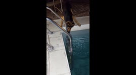 Too Friendly to Be a Guard Dog