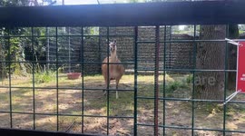 #lama#wildanimals