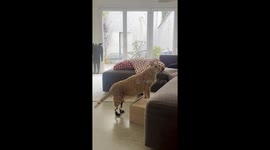 Vituzzo Lives His Best Life With Prosthetic Hind Legs