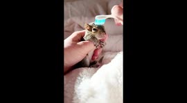 Bath Time for Baby Squirrel