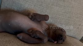 Derpy Xolo Lets Tongue Hang Out