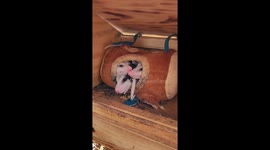 Clown Car: Baby Opossum Edition