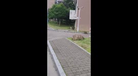 Cat pounces on fellow feline stalking through neighbourhood